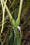 Henry's spiderlilly